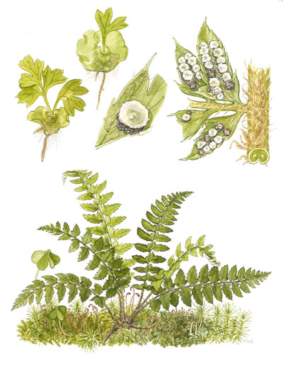 Polystichum aculeatum